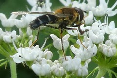 Leucozona glaucia