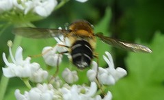 Leucozona glaucia