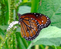 Danaus eresimus montezuma