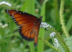 Danaus eresimus montezuma