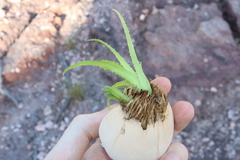 Thomas Mesaglio, CC BY, iNaturalist via GBIF Pandanus basedowii, photograph Thomas Mesaglio, CC BY, iNaturalist via GBIF