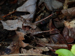 Atlanticus americanus