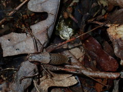 Atlanticus americanus