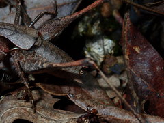 Atlanticus americanus