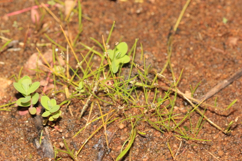 Image of Eleocharis acicularis by (c) Quinten Wiegersma, some rights reserved (CC BY)