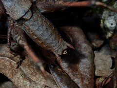 Atlanticus americanus