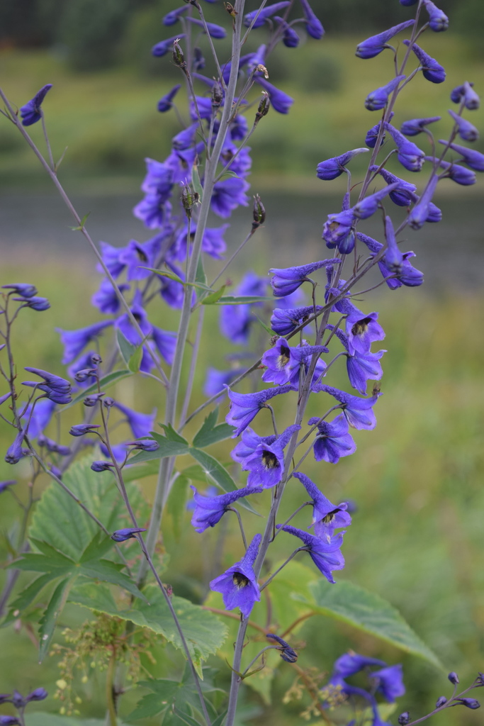 Delphinium elatum