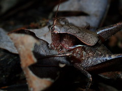 Atlanticus americanus