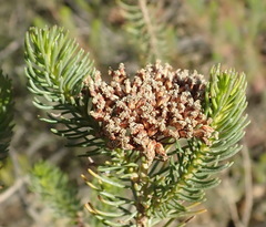Athanasia vestita