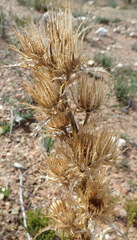 Berkheya carlinoides