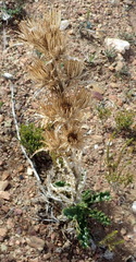 Berkheya carlinoides