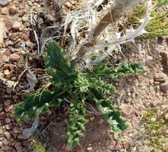 Berkheya carlinoides