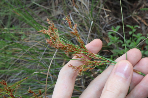 Anthelepis undulata observed 2024-12-12