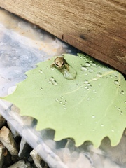 Lithobates sylvaticus image