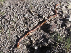 Lampropeltis knoblochi
