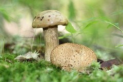 Pseudoboletus parasiticus