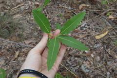 Denhamia obscura (Denhamia obscura)