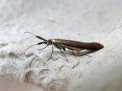 Coleophora deauratella