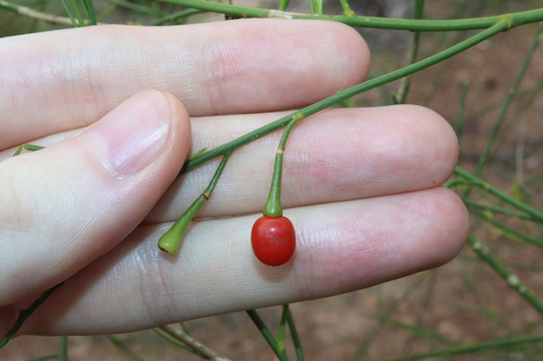 Anthobolus filifolius (Anthobolus filifolius)