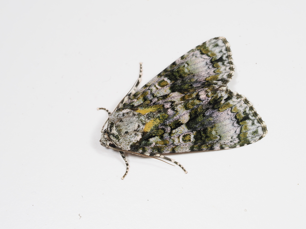 Craniophora praeclara