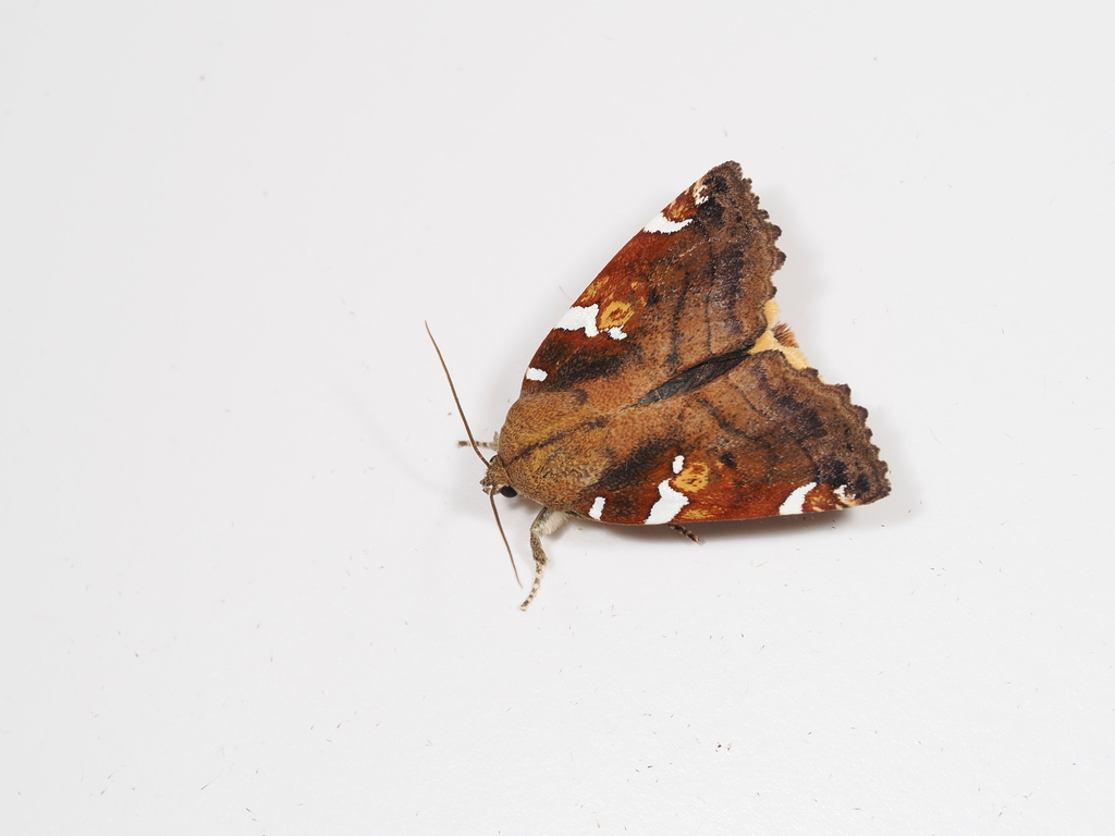 Cosmia restituta