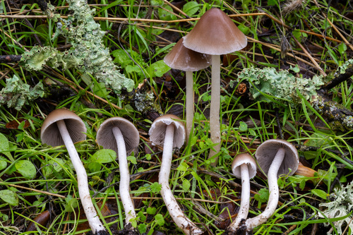 Tall Psathyrella