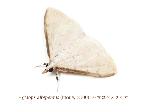 Herpetogramma albipennis