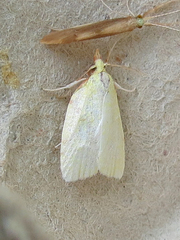 Cenopis pettitana