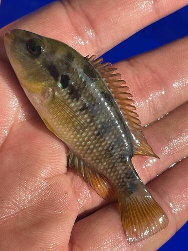 Istla cichlid (Cichlasoma istlanum) — Cichlidae — 2