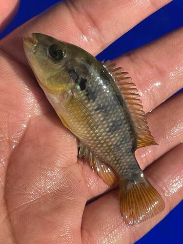Istla cichlid (Cichlasoma istlanum) — Cichlidae — 3