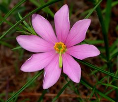 Sabatia gentianoides