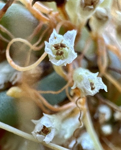 Image of Cuscuta pacifica by (c) Henrik Kibak, some rights reserved (CC BY)
