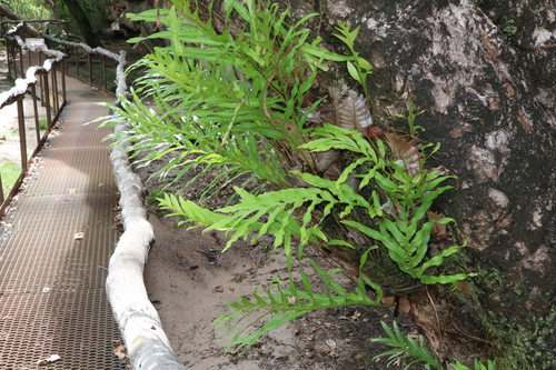 Image of Drynaria quercifolia by (c) Thomas Mesaglio, some rights reserved (CC BY)