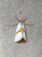 Vaxi auratellus