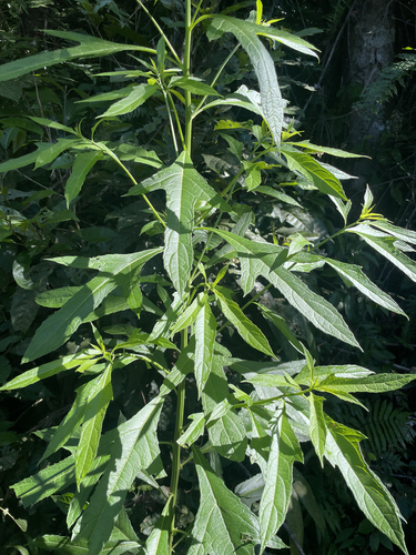 Image of Neurolaena lobata by (c) Andrew Conboy, some rights reserved (CC BY)