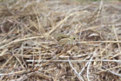 Riverine Sedge-skipper