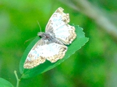 Antigonus emorsa