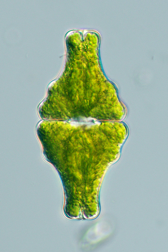 Euastrum ansatum