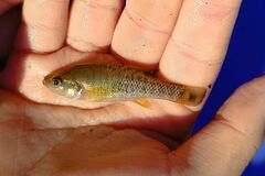 Peppered Splitfin photo 1