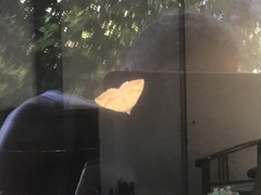 Camptogramma bilineata