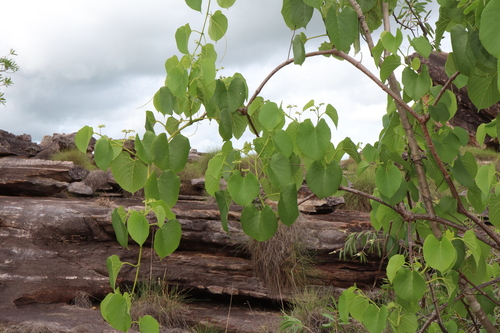 Heart-leaf-grape (Cissus adnata)
