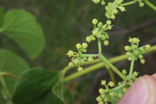 Image of Cissus adnata by (c) Thomas Mesaglio, some rights reserved (CC BY)