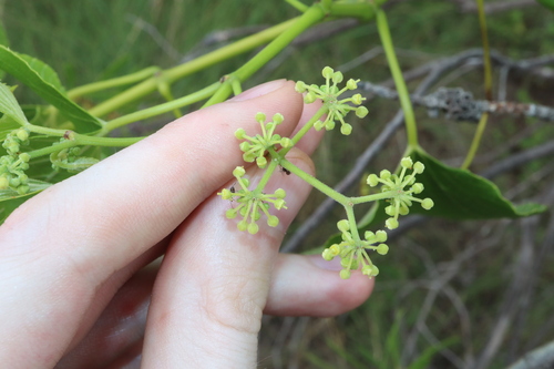 Image of Cissus adnata by (c) Thomas Mesaglio, some rights reserved (CC BY)