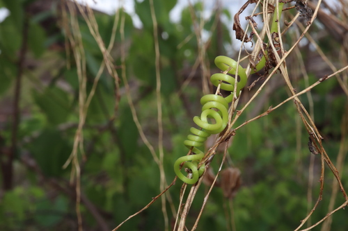 Image of Cissus adnata by (c) Thomas Mesaglio, some rights reserved (CC BY)