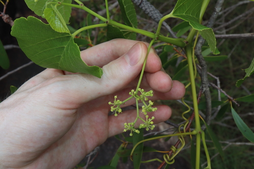 Image of Cissus adnata by (c) Thomas Mesaglio, some rights reserved (CC BY)