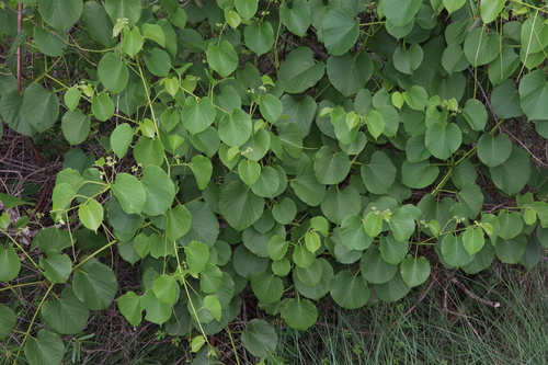 Image of Cissus adnata by (c) Thomas Mesaglio, some rights reserved (CC BY)