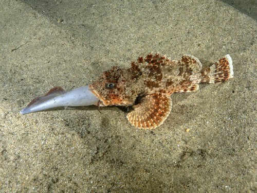 Photo of California scorpionfish (Scorpaena guttata)