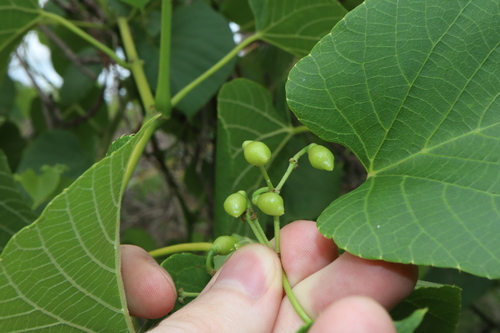 Image of Cissus adnata by (c) Thomas Mesaglio, some rights reserved (CC BY)