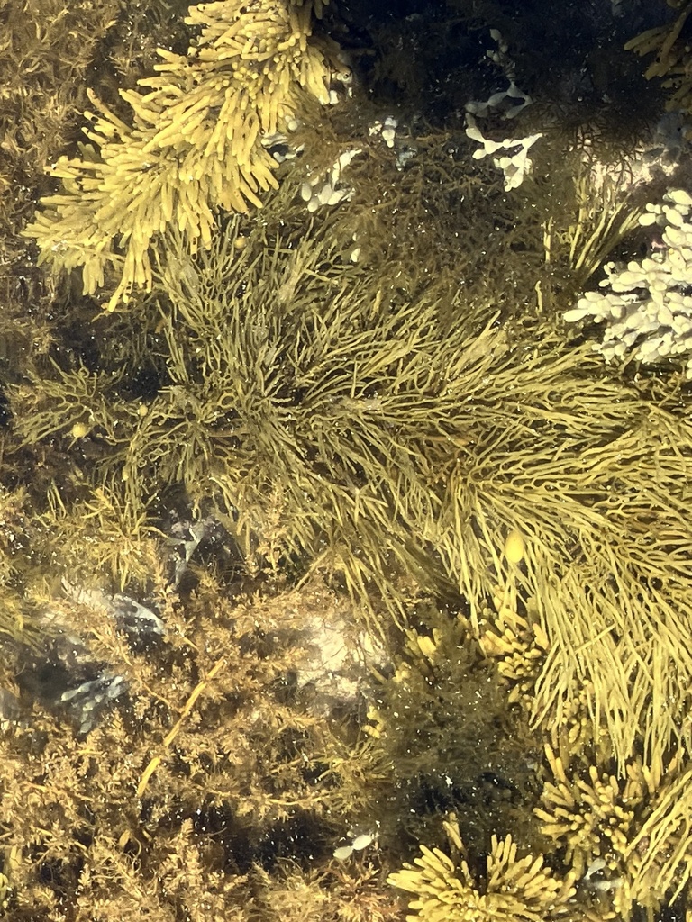 Cystophora subfarcinata