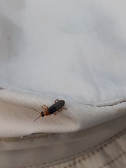 Cantharis lateralis